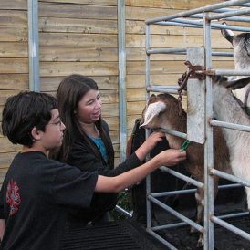 How to Get Started in an Animal-Assisted Therapy Program Image